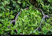 آغاز برداشت نوبرانه چای در لاهیجان