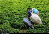 آغاز برداشت نوبرانه چای در لاهیجان