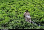 آغاز برداشت نوبرانه چای در لاهیجان