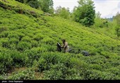 آغاز برداشت نوبرانه چای در لاهیجان