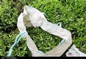 آغاز برداشت نوبرانه چای در لاهیجان