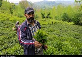 آغاز برداشت نوبرانه چای در لاهیجان
