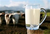فعالیت 5 هزار واحد گاوداری شیری/تولید سالانه یک میلیون تن شیر خام