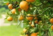 تولید بیش از 1.4 میلیون تن مرکبات در فارس