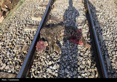 تلف شدن پلنگ ایرانی در برخورد با قطار در فیروزکوه/ بررسی علت حادثه