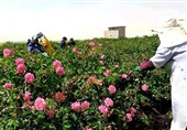 آغاز برداشت گل محمدی در بردسکن؛ فرصتی برای بهره‌وری از گیاهان کم آب