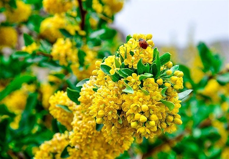 اخبار استان خراسان جنوبی , کشاورزی , طبیعت , 