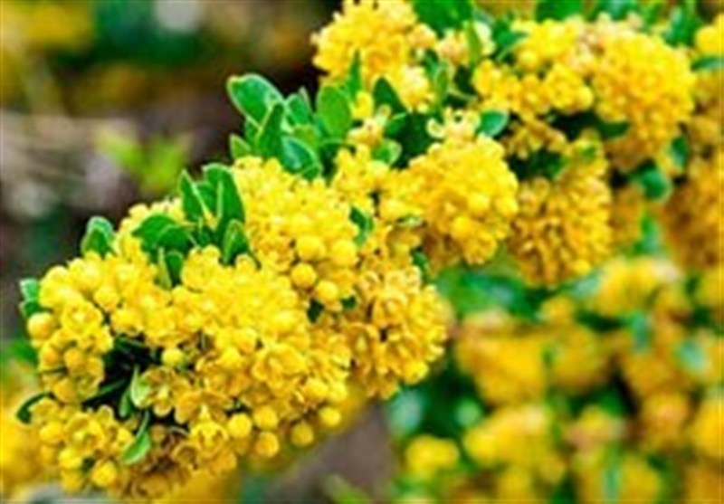 اخبار استان خراسان جنوبی , کشاورزی , طبیعت , 