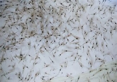 ذخیره‌سازی لارو میگو در مزارع قشم کلید خورد