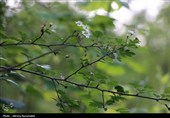 طبیعت بهاری " باغ گلبن"