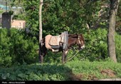 طبیعت بهاری " باغ گلبن"