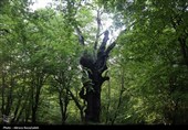 طبیعت بهاری " باغ گلبن"