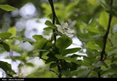 طبیعت بهاری " باغ گلبن"