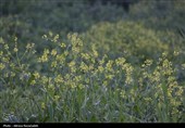 طبیعت بهاری " باغ گلبن"