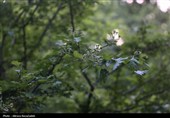 طبیعت بهاری " باغ گلبن"