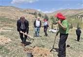 حرکت جمعی برای کاشت نهال‌های مثمر در باغستان کرج