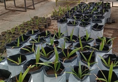 آغاز انتقال نهال‌های کشت بافتی خرمای مجول در بلوچستان