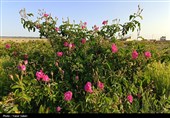تفت رتبه نخست تولید گلاب در استان یزد را کسب کرد
