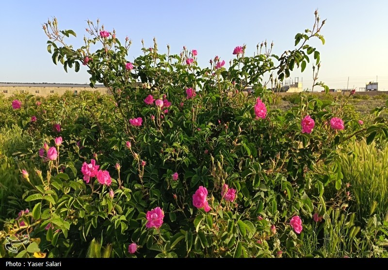 نظام مسائل استان سمنان , اخبار استان سمنان , کشاورزی ,