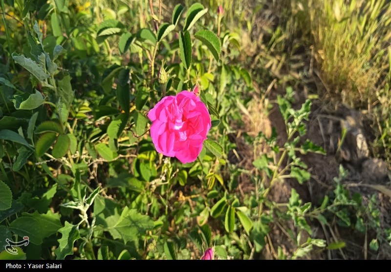 نظام مسائل استان سمنان , اخبار استان سمنان , کشاورزی ,
