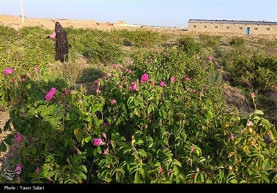 پیش‌بینی برداشت 150 تن گل محمدی در گناباد