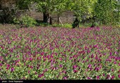 اشکور پایتخت گل گاو زبان ایران