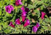 اشکور پایتخت گل گاو زبان ایران