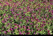اشکور پایتخت گل گاو زبان ایران