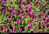اشکور پایتخت گل گاو زبان ایران