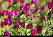 اشکور پایتخت گل گاو زبان ایران