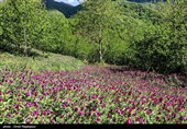 اشکور پایتخت گل گاو زبان ایران
