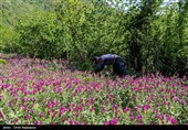اشکور پایتخت گل گاو زبان ایران