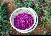 اشکور پایتخت گل گاو زبان ایران