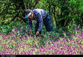 اشکور پایتخت گل گاو زبان ایران