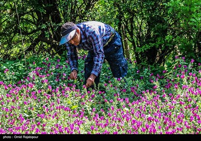 اشکور پایتخت گل گاو زبان ایران