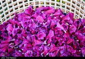 اشکور پایتخت گل گاو زبان ایران