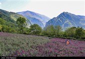 اشکور پایتخت گل گاو زبان ایران