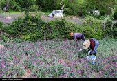 اشکور پایتخت گل گاو زبان ایران
