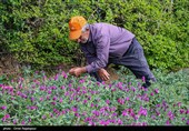 اشکور پایتخت گل گاو زبان ایران