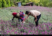 اشکور پایتخت گل گاو زبان ایران