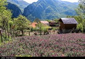 اشکور پایتخت گل گاو زبان ایران