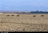 آخرین بازماندگان آهوی ایرانی در شمال غرب کشور