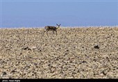 آخرین بازماندگان آهوی ایرانی در شمال غرب کشور