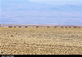 آخرین بازماندگان آهوی ایرانی در شمال غرب کشور