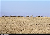 آخرین بازماندگان آهوی ایرانی در شمال غرب کشور