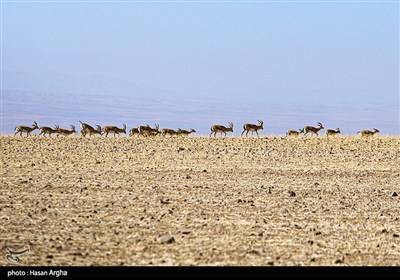ببینید|‌ گشت‌وگذار 3 هزار آهو در میاندشت‌