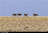 آخرین بازماندگان آهوی ایرانی در شمال غرب کشور