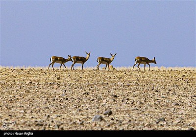 آخرین بازماندگان آهوی ایرانی در شمال غرب کشور