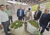 لنگرود رکورددار خرید برگ سبز چای در گیلان / 160 تن در 5 روز
