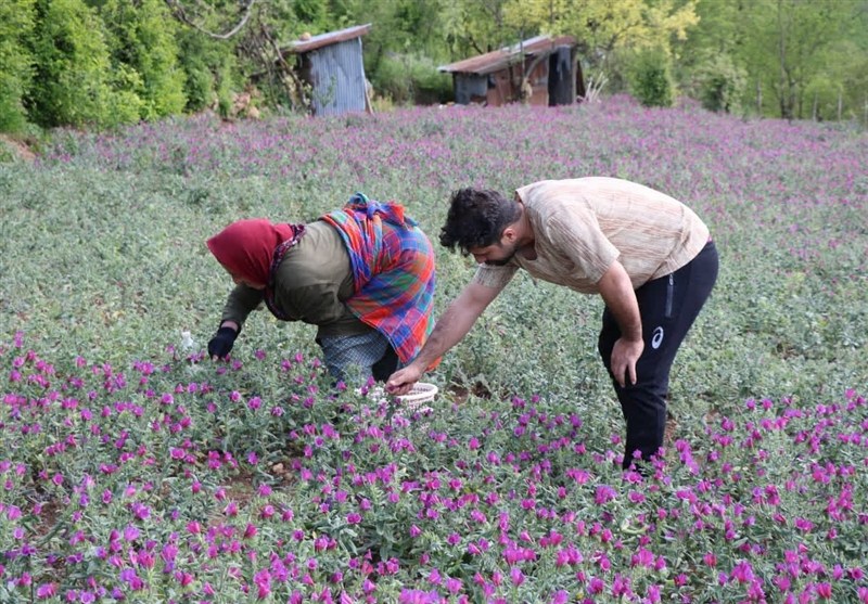 گزارش تسنیم از مشکلات پایتخت گل‌گاوزبان ایران